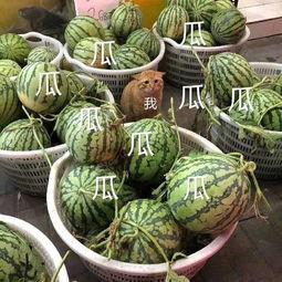 娱乐吃瓜头像图片大全